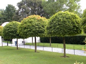 ACER PLATANOIDES GLOBOSUM - ARTAR GLOBOS 